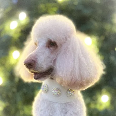 RYE 🐩 Standard Poodle (He/Him) profile