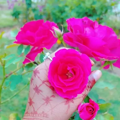 ❤sahiba profile