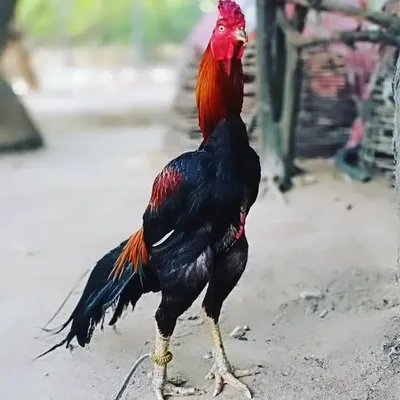 Sakthivel Lakshmi profile