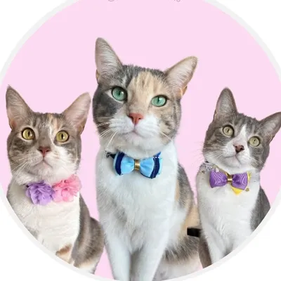 Sakura Kittens profile