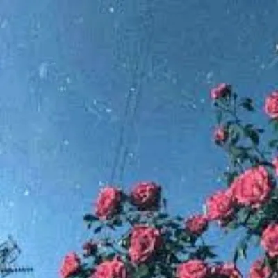 wallpaper_s profile