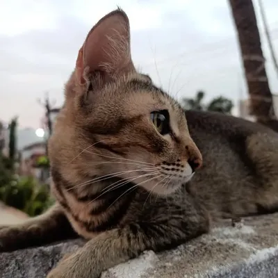 Sameer profile
