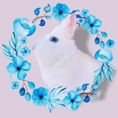 WHITE ๐ฐโ๏ธ profile