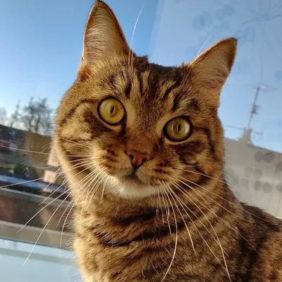 Sammy profile