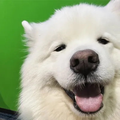 Hobart the Samoyed 🐶 profile