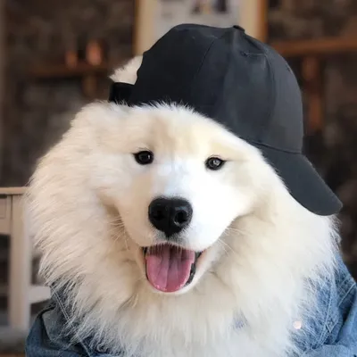 Dallas the Samoyed ☁️ profile