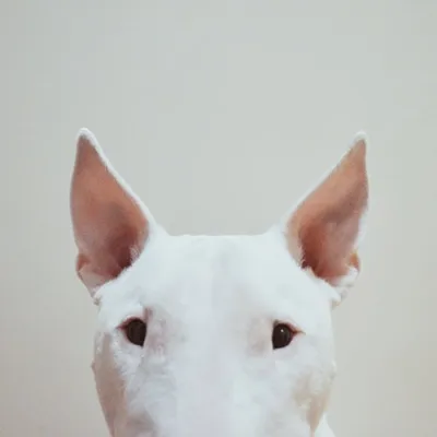 English Bull Terrier profile
