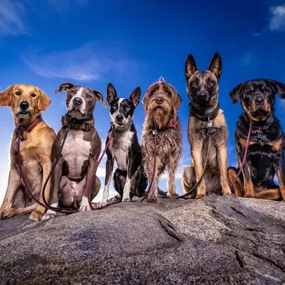 San Diego Trail Dogs profile