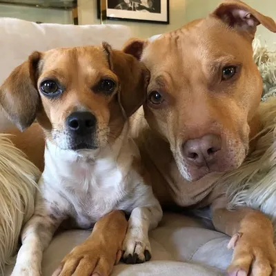 Sandy and Pennylane profile