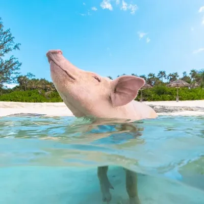 Sandy Toes | Bahamas Excursions profile