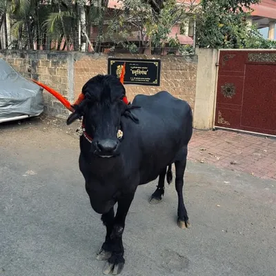 सरदार प्रेमी कोल्हापूर.⚡🧿 profile