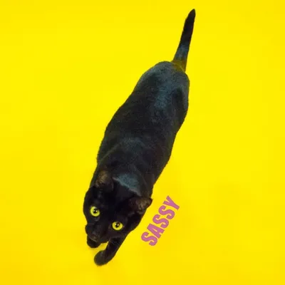 Sassy Club profile