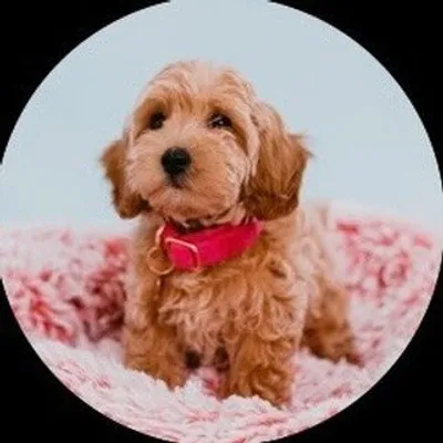 RIP Coco profile
