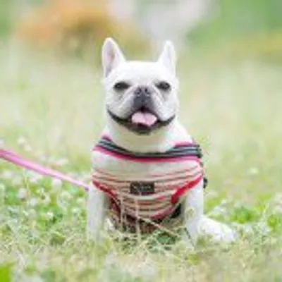 satomi profile