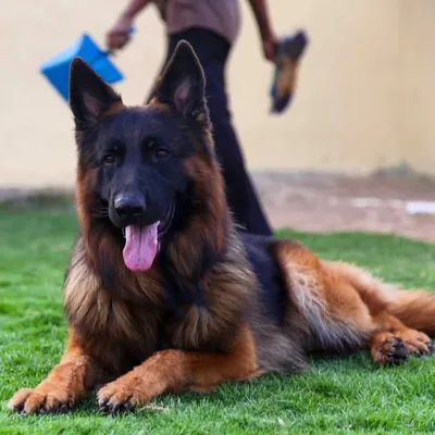 Jeddah Dog’s profile
