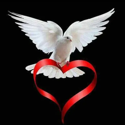 Save Birds - Kandivali ๐๏ธ profile