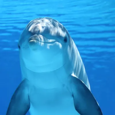 Save The Ocean Wildlife profile