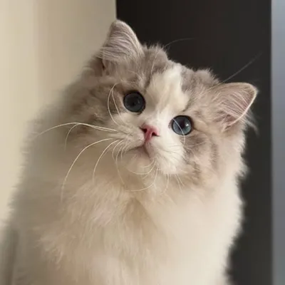 The Savitsky Cats | Ragdoll Cattery | Trained Cats profile