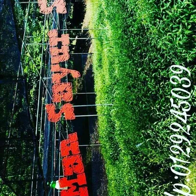 Man Sayur profile