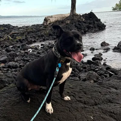 Scar 🐾 profile