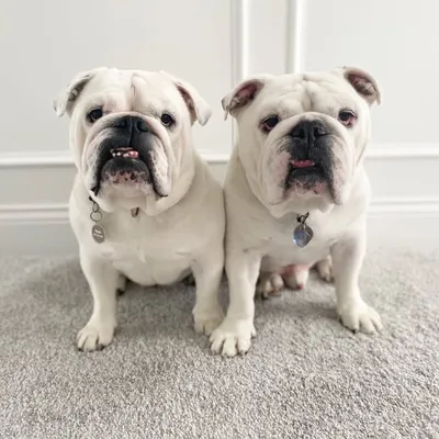 Scarlet & Gray Bulldogs profile