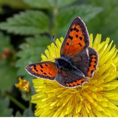 Schmetterling profile