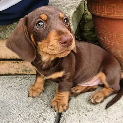 👑 SCHMITT MINI DACHSHUND🌭 profile