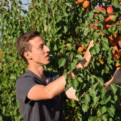 Dominik Schreiber profile