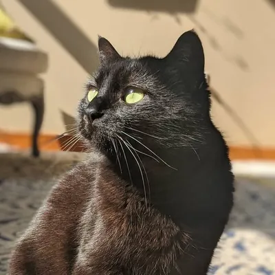 Schrodinger the Cat profile