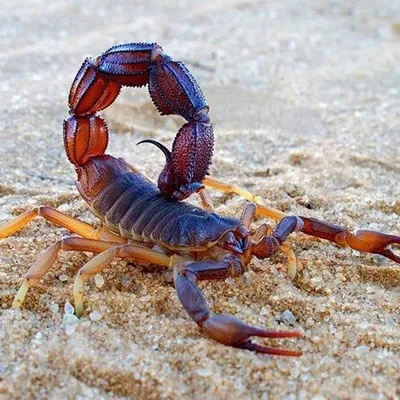 Scorpion Videos profile