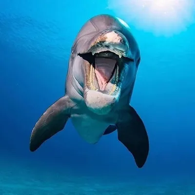 Ocean Ωκεανός profile