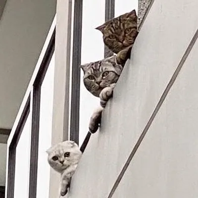 Seasons Family🐱 profile