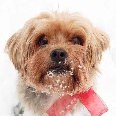 Seattle Doggos | DogsOfSeattle profile