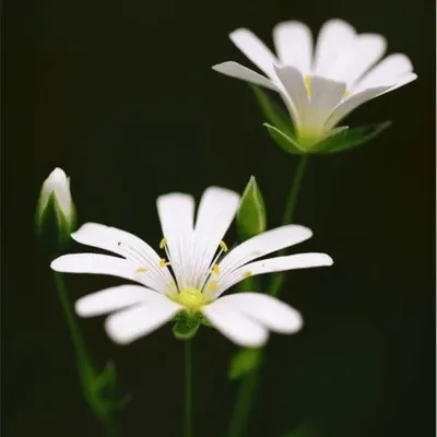 seema haider profile