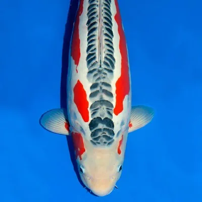 Seiryuu Koi Carp profile
