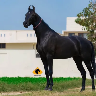 ๐ SEKHON STUD FARM ๐ profile