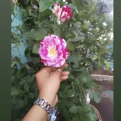Selife__queen_๐๐ profile
