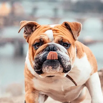 Señor Pupík profile
