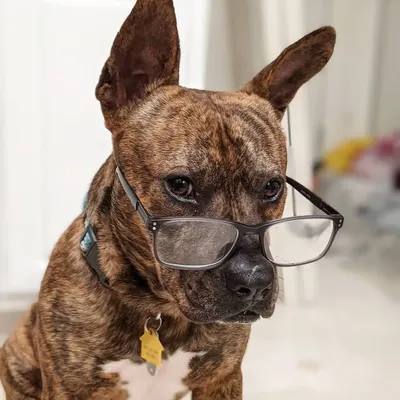 Ruger the Pit Bull Mix profile