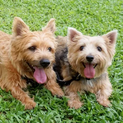Sergeant Pepper & Rigby the Norwich profile