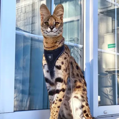 Bonita🐆 profile