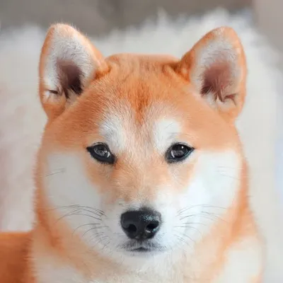 HIRO ヒロ SHIBA INU • MELBOURNE profile