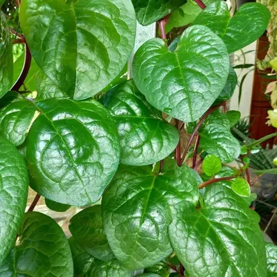 Setyo Hartono profile