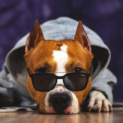 Seven The Amstaff profile