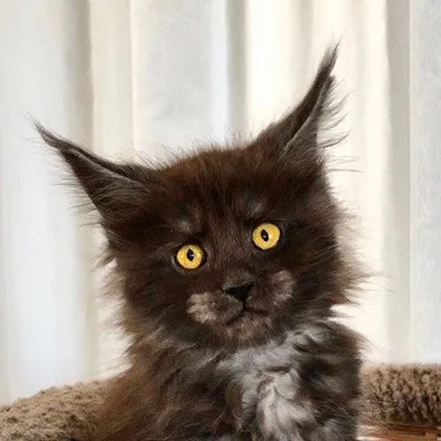 Shadow the WolfCat ๐บ๐ฑ๐พ profile