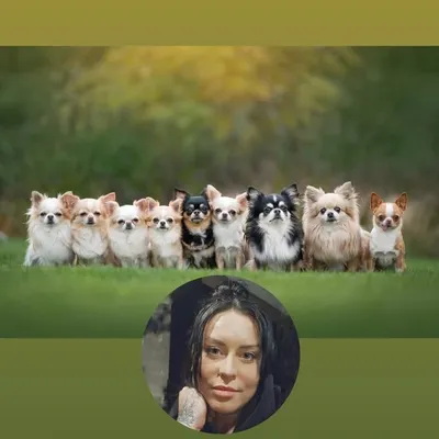 Shaggy Gang Chihuahua • hodowla ZKWP FCI • podróże z psami NJG profile