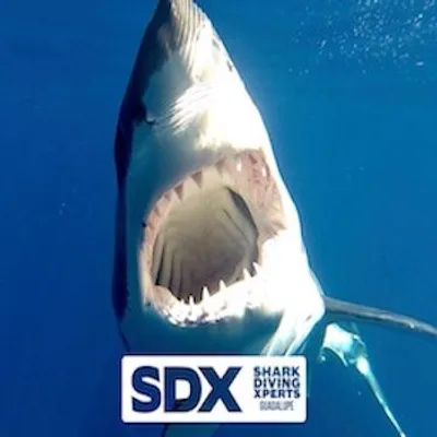 Shark Diving Xperts profile
