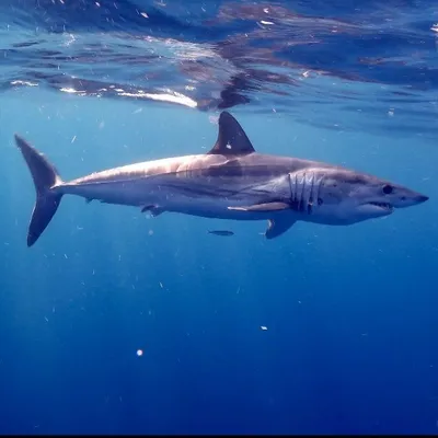 Shark Feed profile
