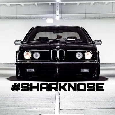 #SHARKNOSE profile