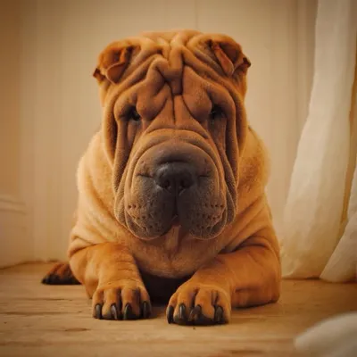Sharpei Joey profile